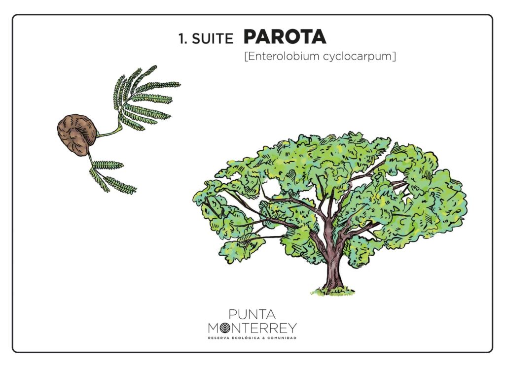 SUITE 1 PAROTA TREE