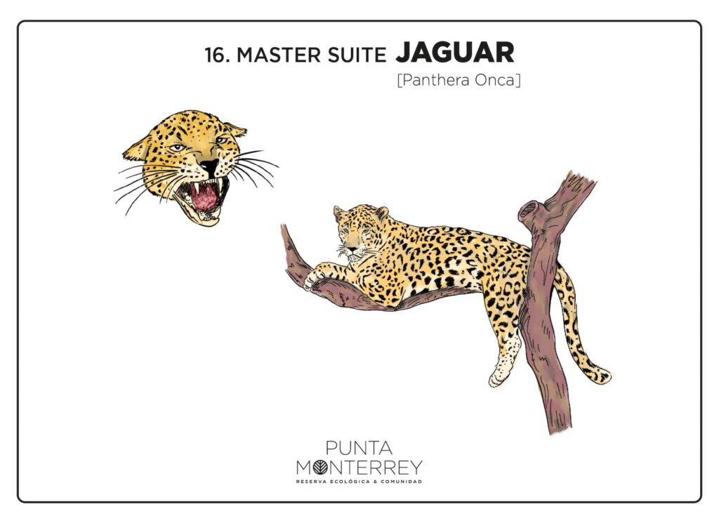 Jaguar Master Suite