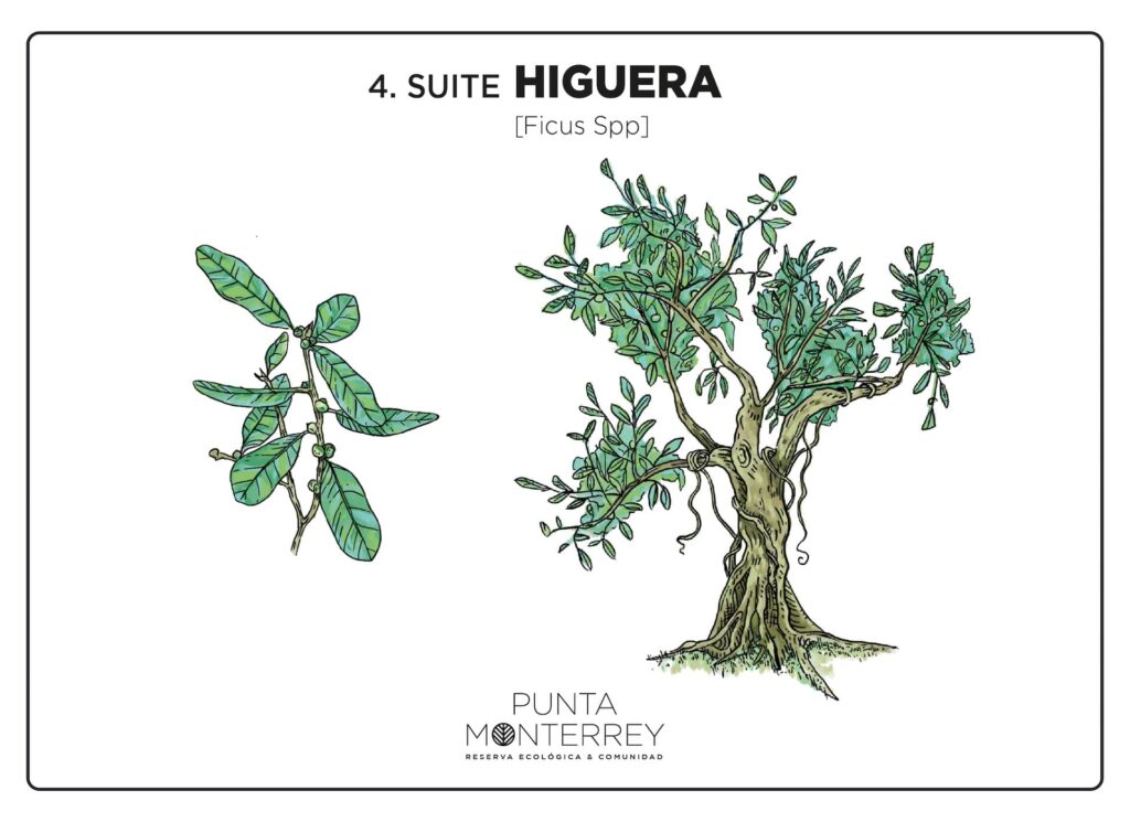 SUITE 4 HIGUERA