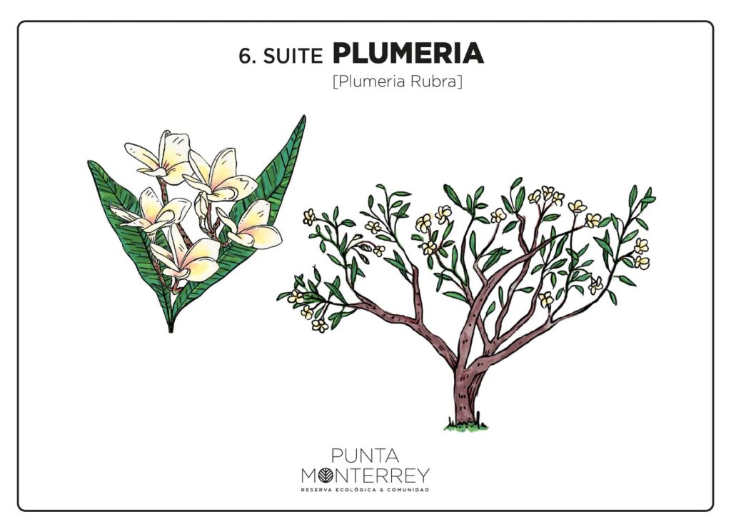 SUITE 6 PLUMERIA TREE